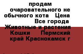 продам очаровательного не обычного кота › Цена ­ 7 000 000 - Все города Животные и растения » Кошки   . Пермский край,Краснокамск г.